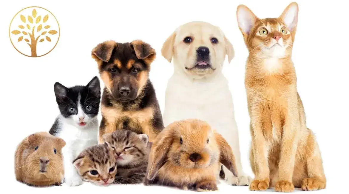 Pets With Lawyer Context Suffolk County New York in Suffolk, New York