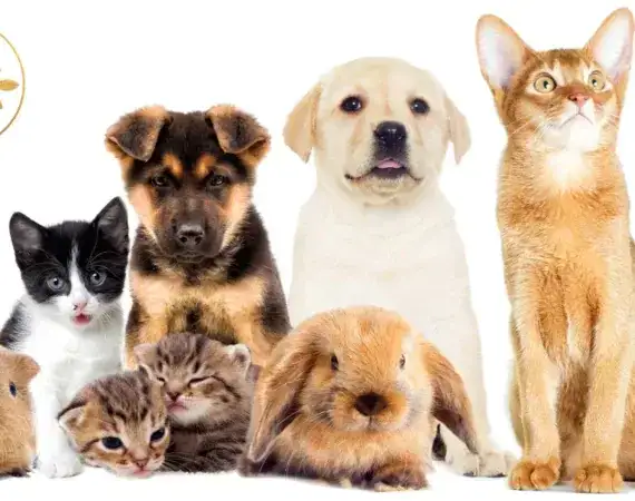 Pets With Lawyer Context Suffolk County New York in Suffolk, New York